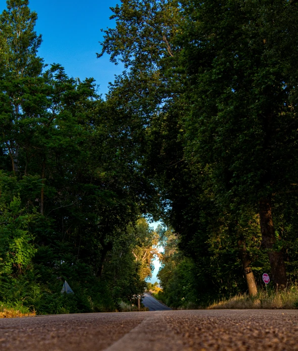 a road through some trees with trees lining both sides