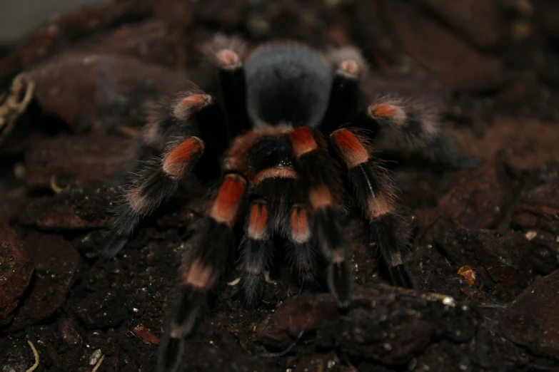 a bright red black and white spider and dirt