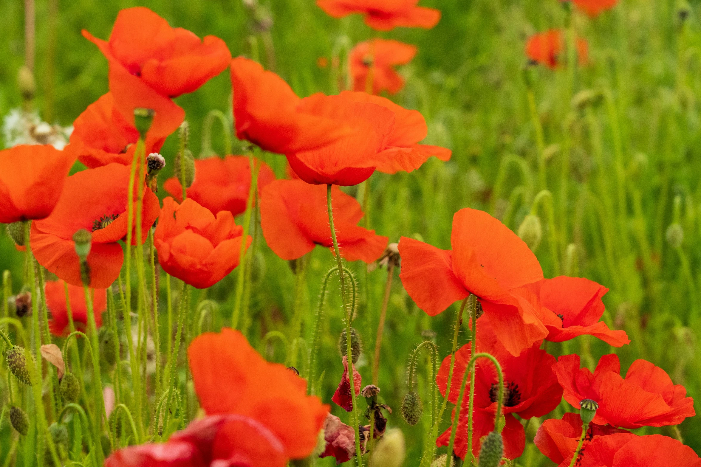 a field full of red poppies on a lush green grass covered field