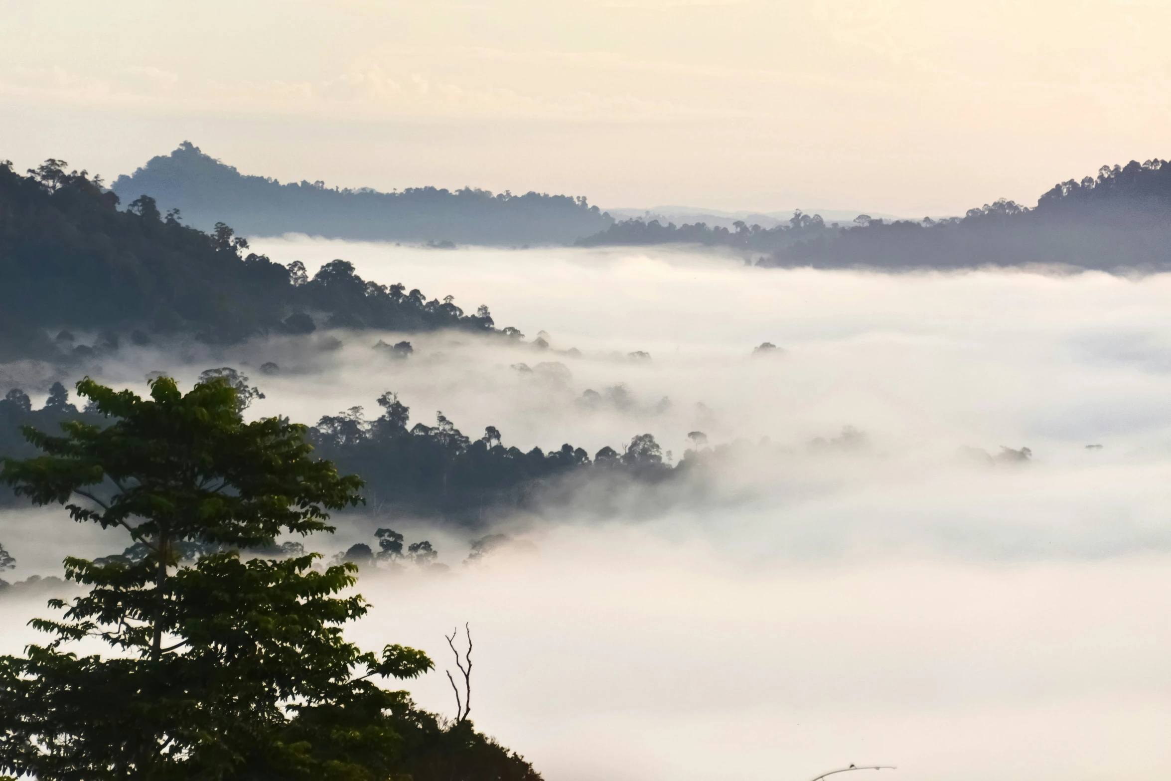 fog covers the hills and forests as seen from a hill