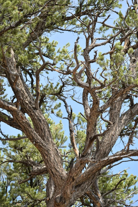 tree nches in sunlight in clear blue sky