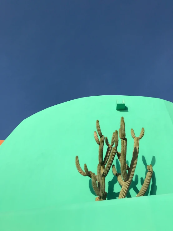 two cactus in pots are on a green surface