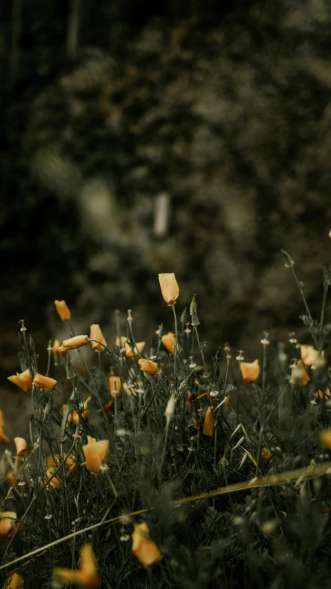 some very pretty looking yellow flowers by some hills