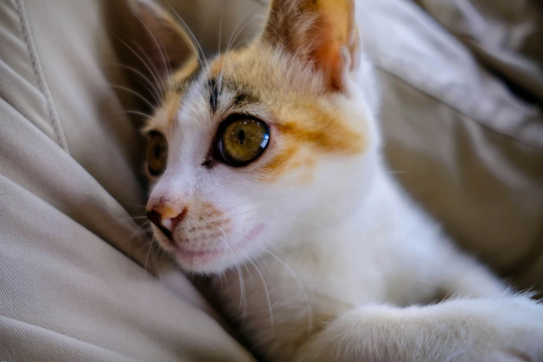 a little kitten that is laying down on the bed