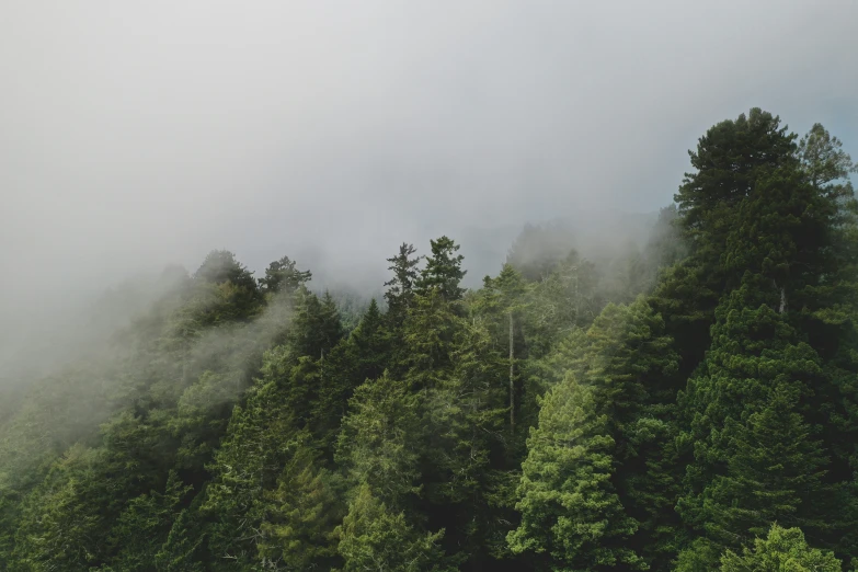 the forest has fog in the background