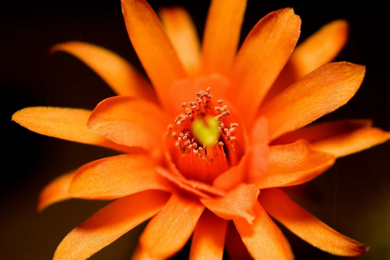 an orange flower with the middle showing with some tiny droplets