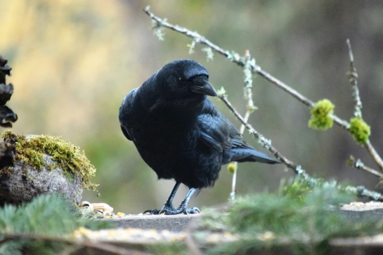 a black crow sitting on the ground in front of some moss