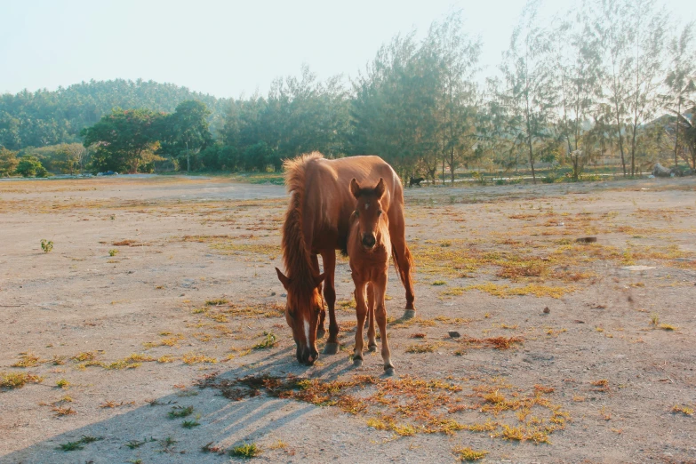 a horse and her foal in a dirt field