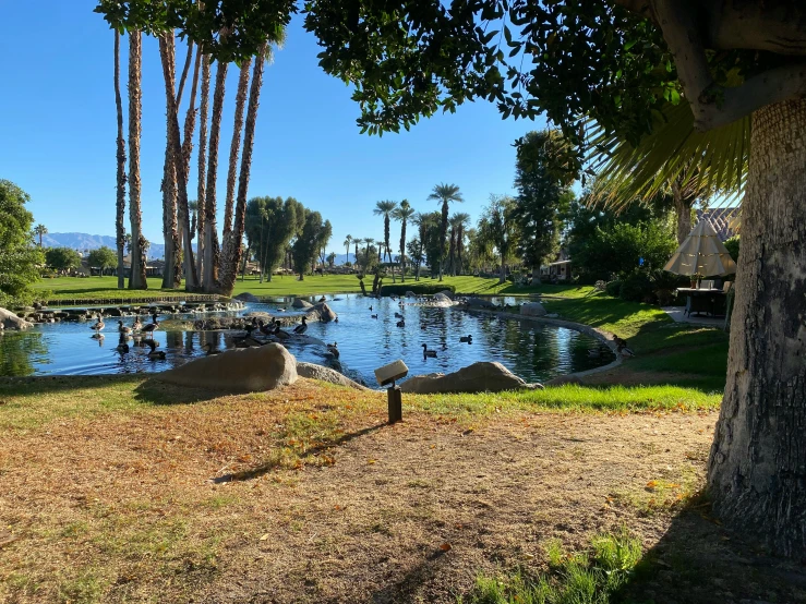 there are many palm trees and other plants next to the water