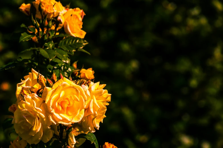 yellow roses are blooming near the tree