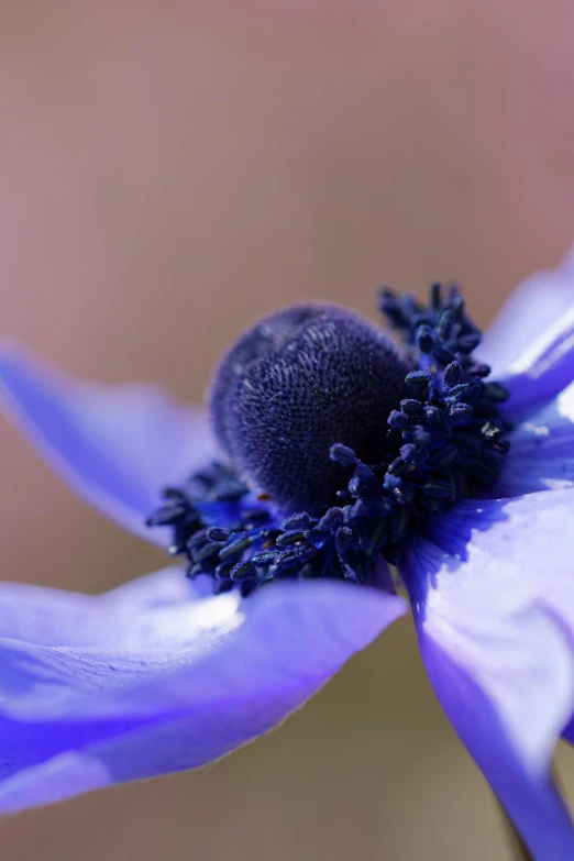 a very pretty purple flower with a black center