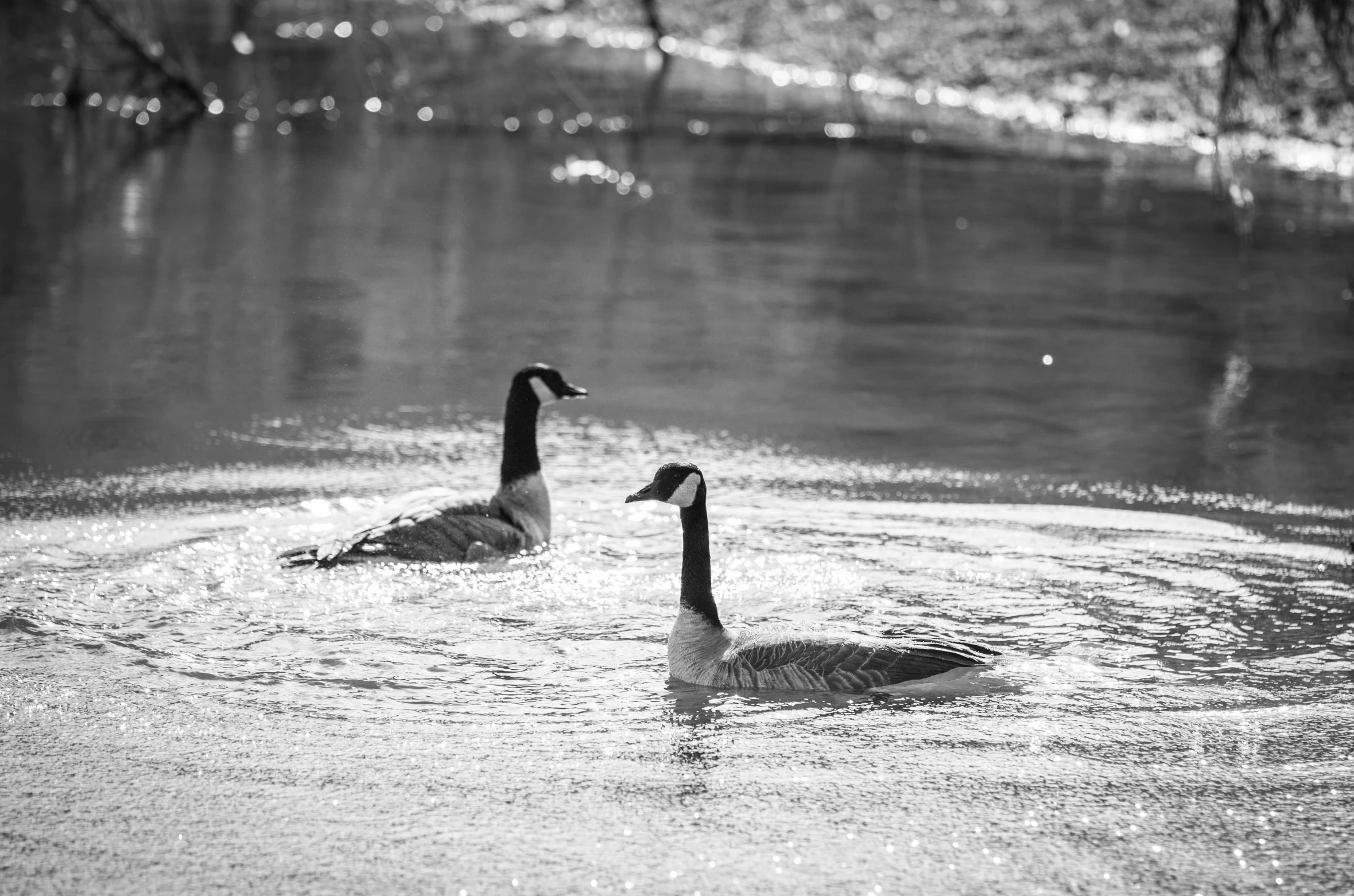 two geese are swimming in shallow water