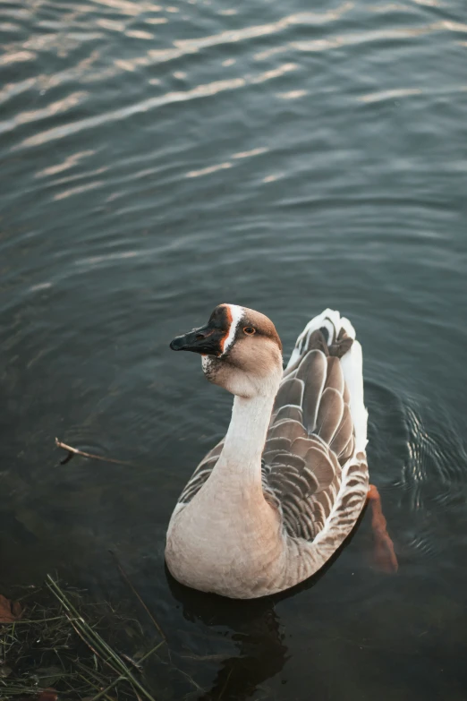 a duck is swimming in the middle of the lake