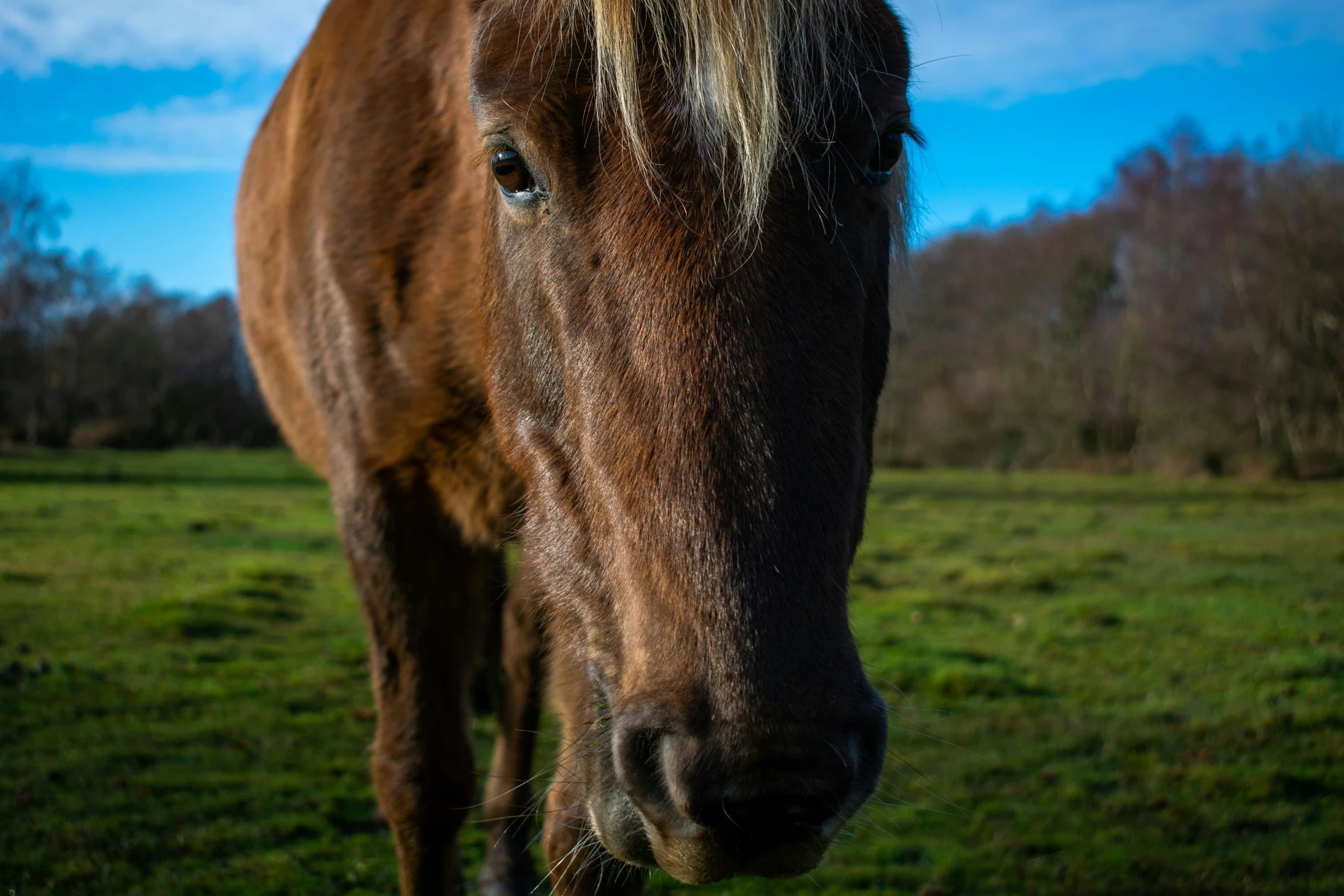 a horse is standing on the grassy area