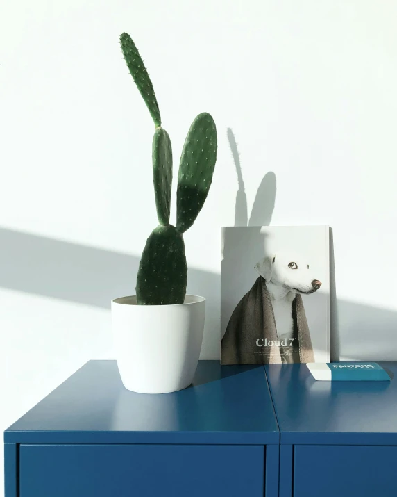 a potted cactus sitting on top of a blue dresser