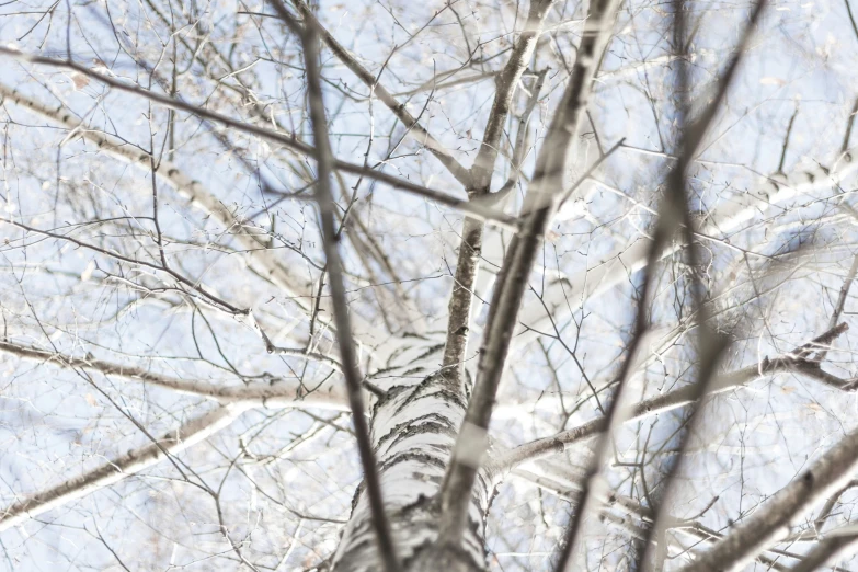 nches of a tree without leaves in the sunlight