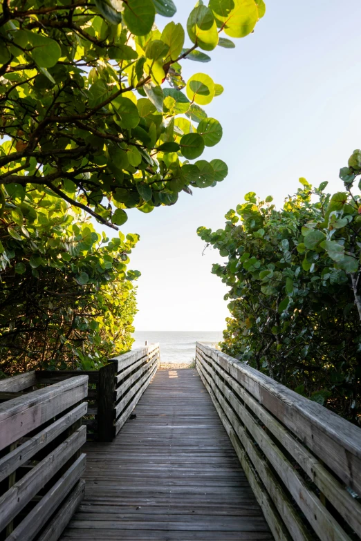 a wooden bridge going through an area with trees