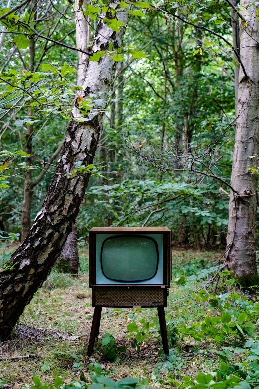 a television set sitting in the middle of a forest