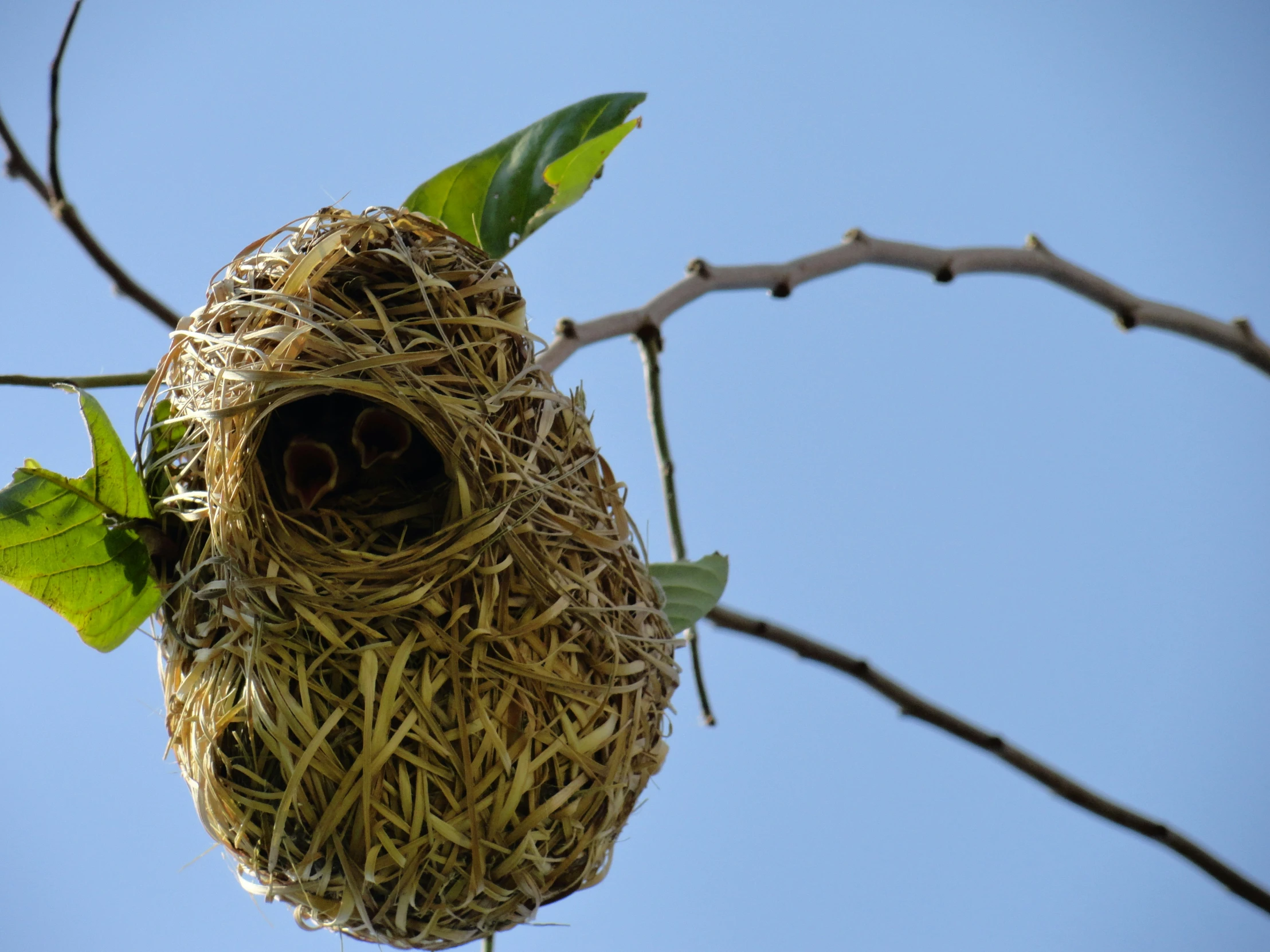 a bird is hanging upside down from its nest