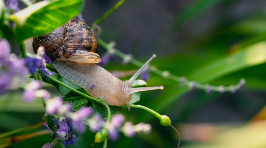 the snail is moving along the green and purple flowers