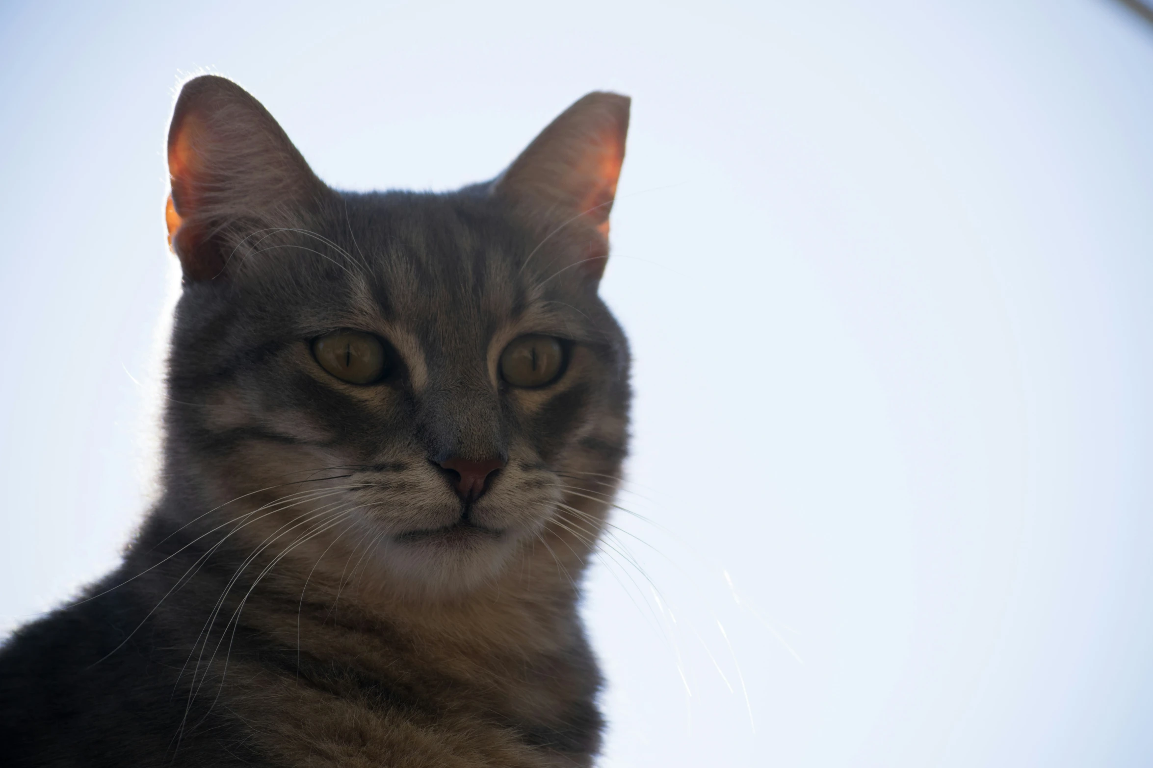 a close up view of a striped cat looking at the camera