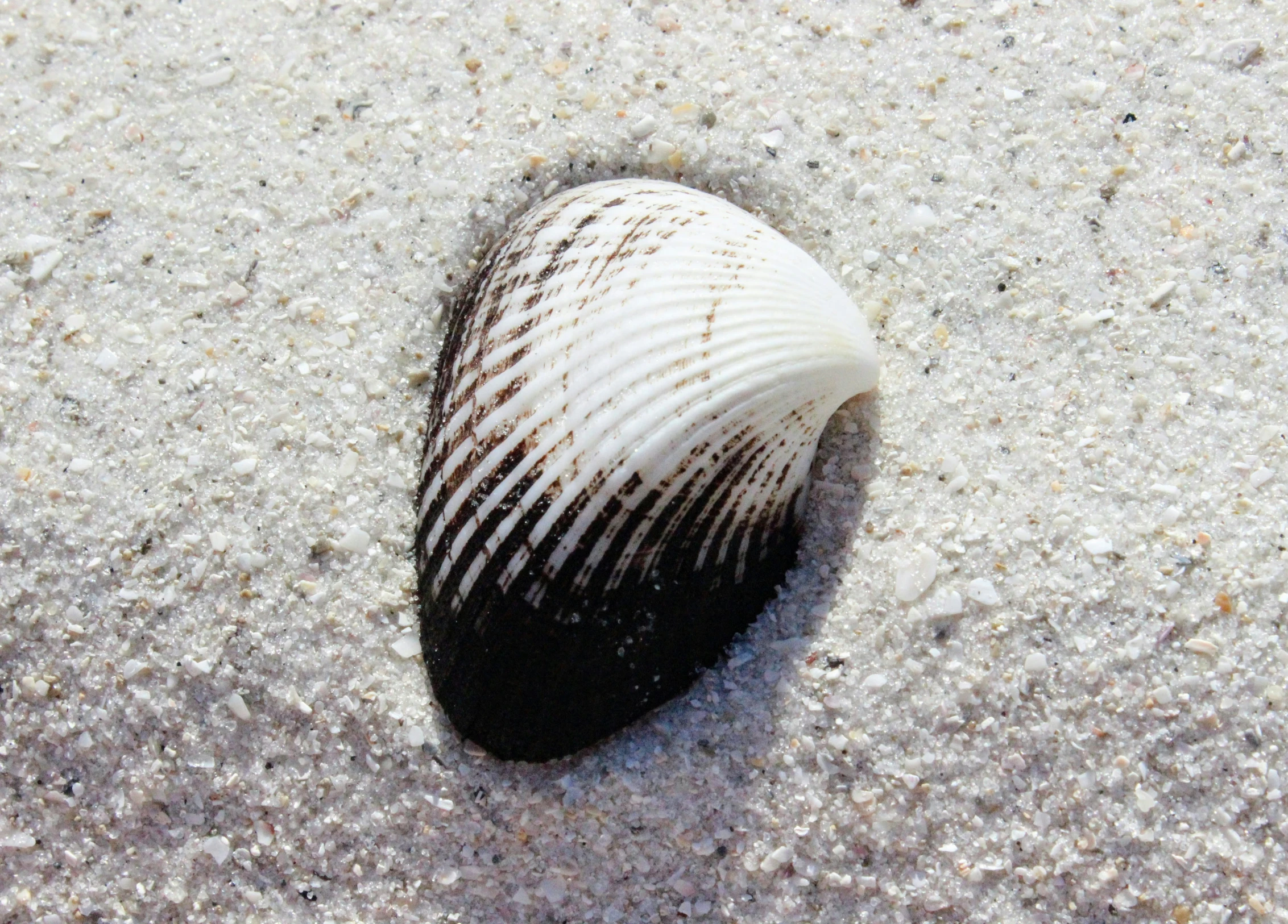 the shell of a sea shells is sticking out of the sand