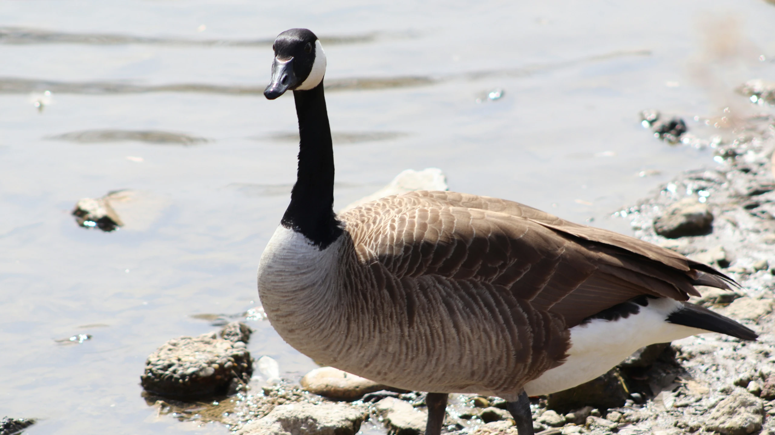 a goose is standing in the water by some rocks