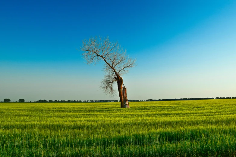 a lone tree standing alone in the middle of a grassy field