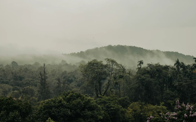 an image of a hill setting with trees on it