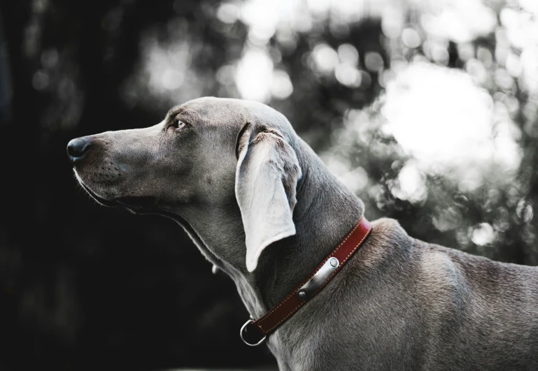 a very cute gray dog with a collar on