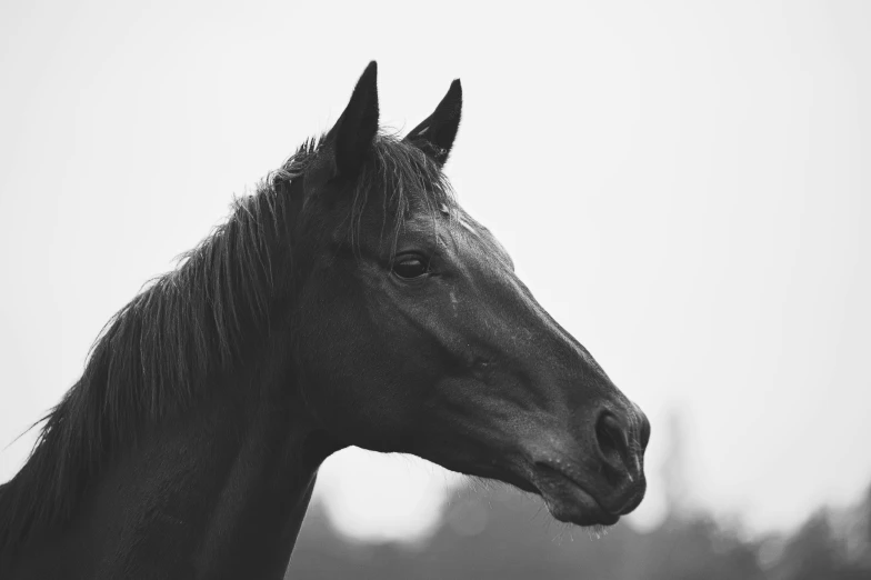 a close up of a horse in the grass