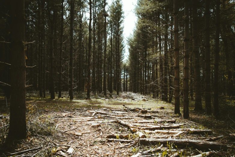 the forest is full of trees and the path is very wide