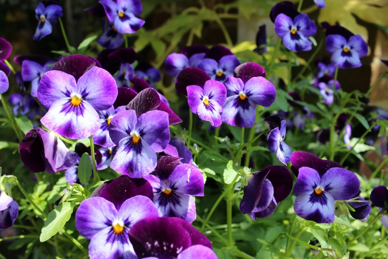 an image of purple flowers in a flower bed