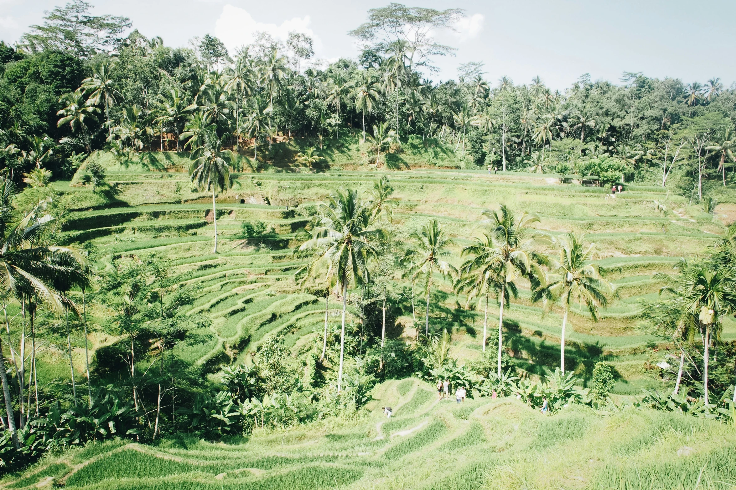 palm trees line the sides of a grassy hill