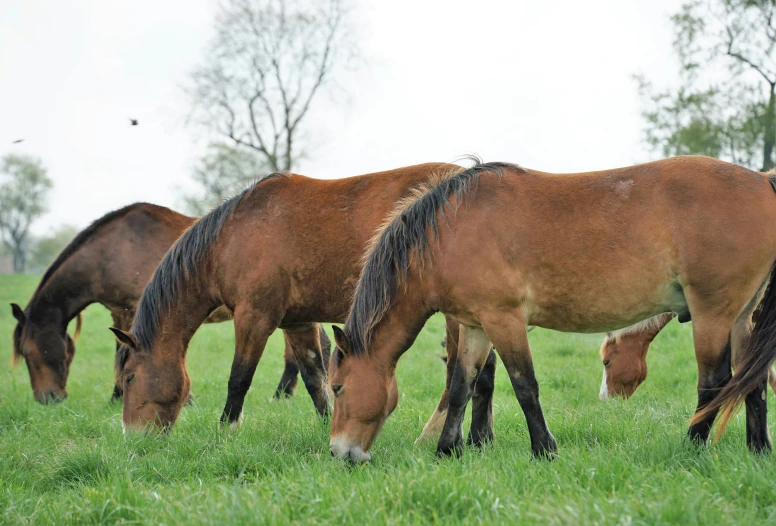 three horses eating grass in a field of green grass