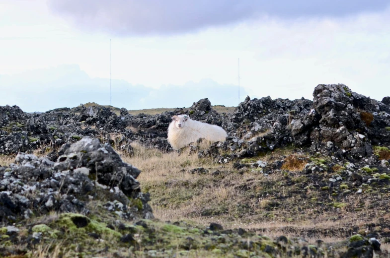 a white sheep standing in the middle of the desert