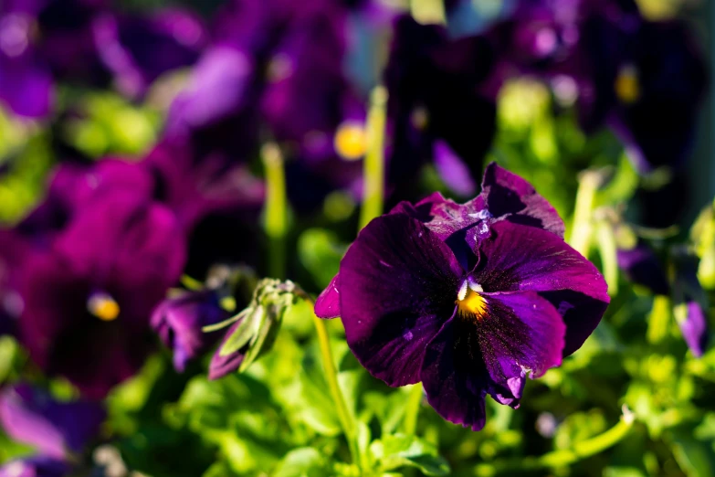 a bunch of flowers that are sitting in the grass