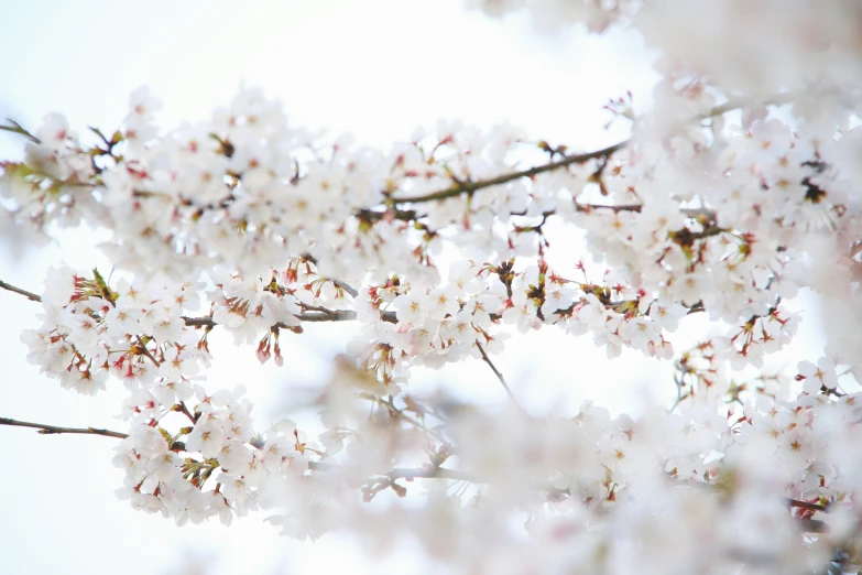 blossoming white flowers on the nches of a tree