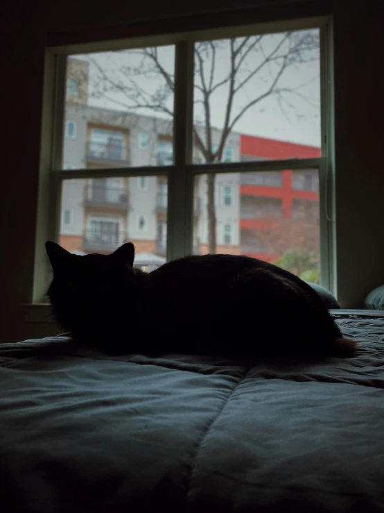 a black cat is sitting on a bed near an open window