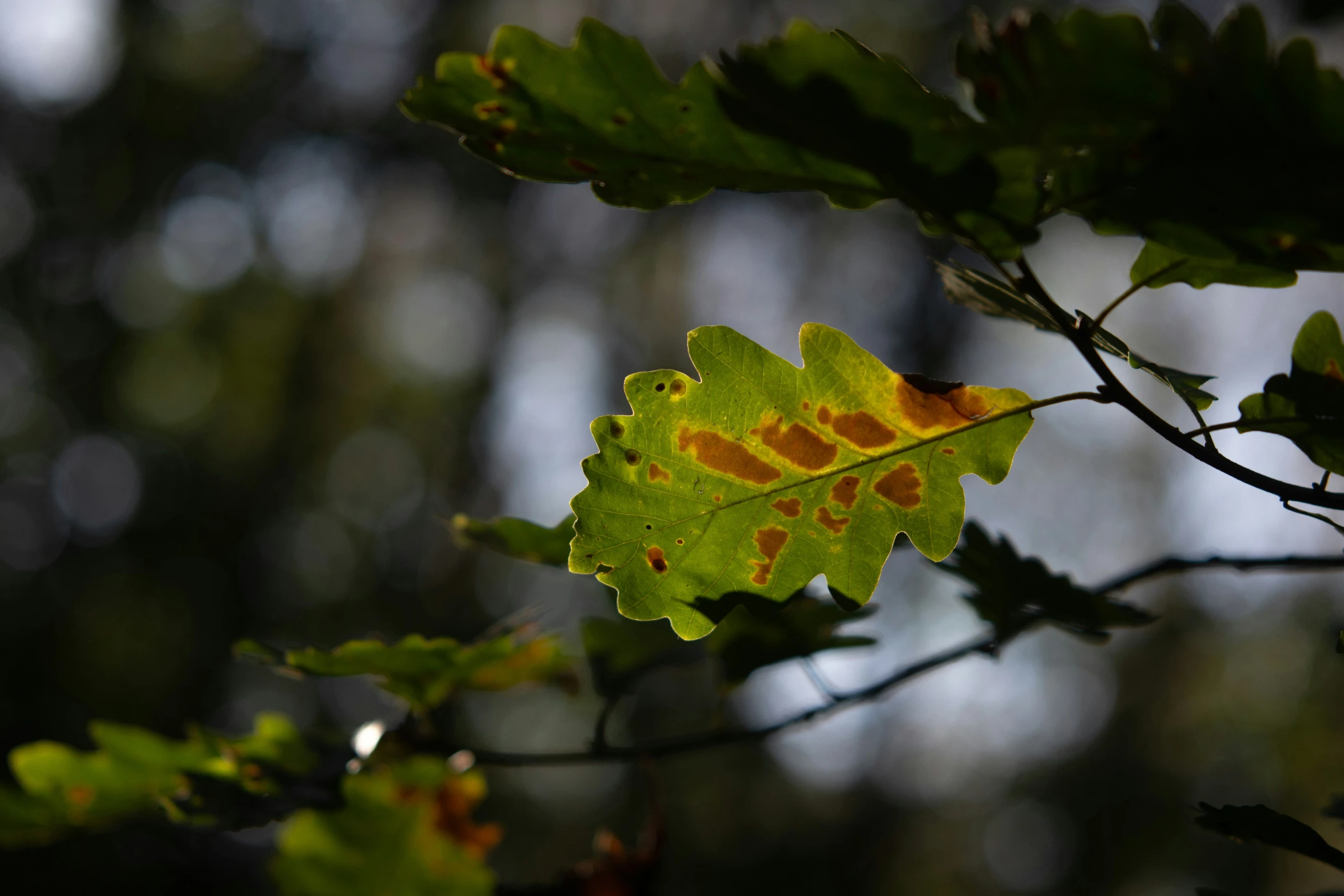 a brown spot in the leaf is just starting to brown