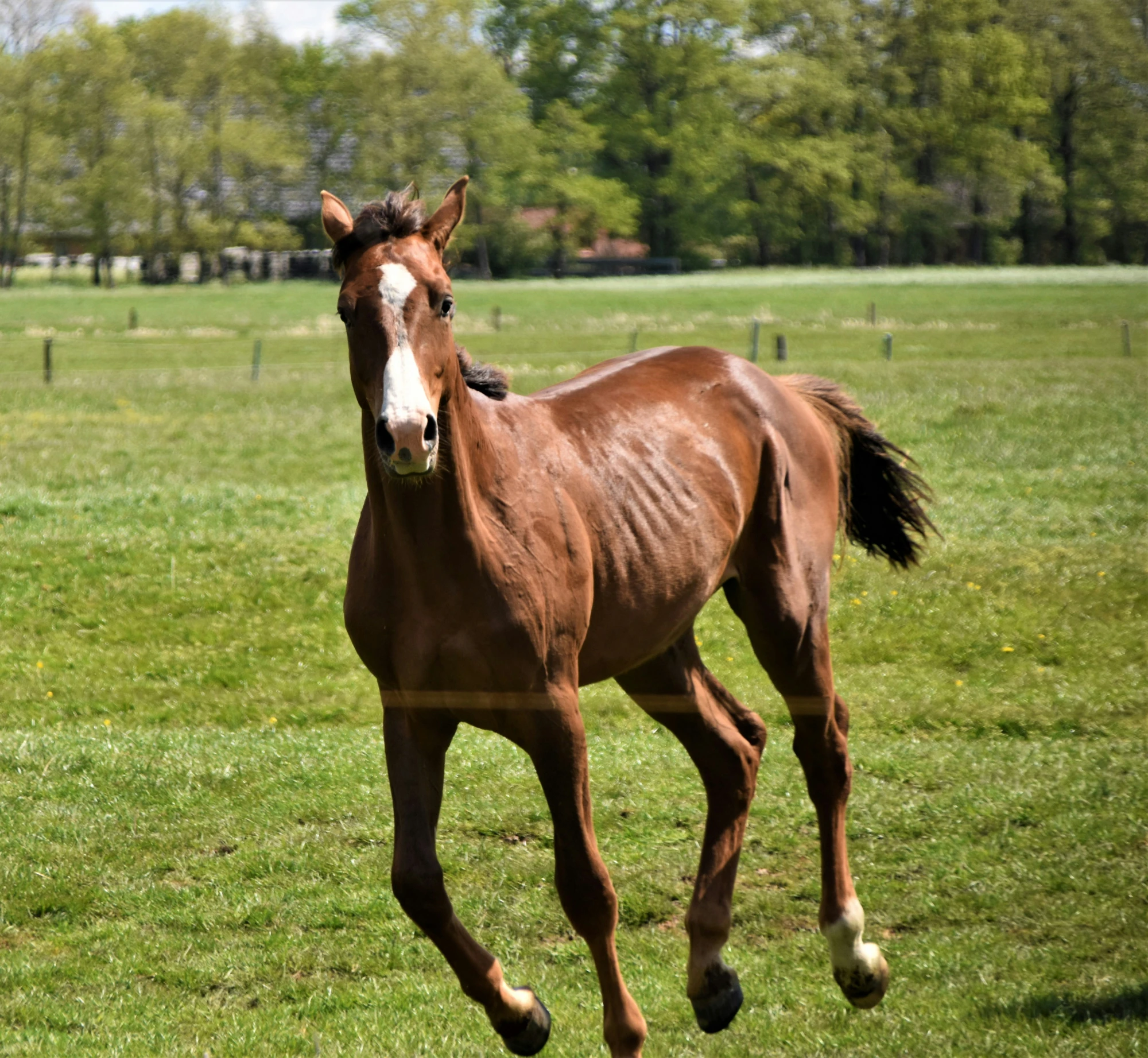 a horse running in the grass near a fence