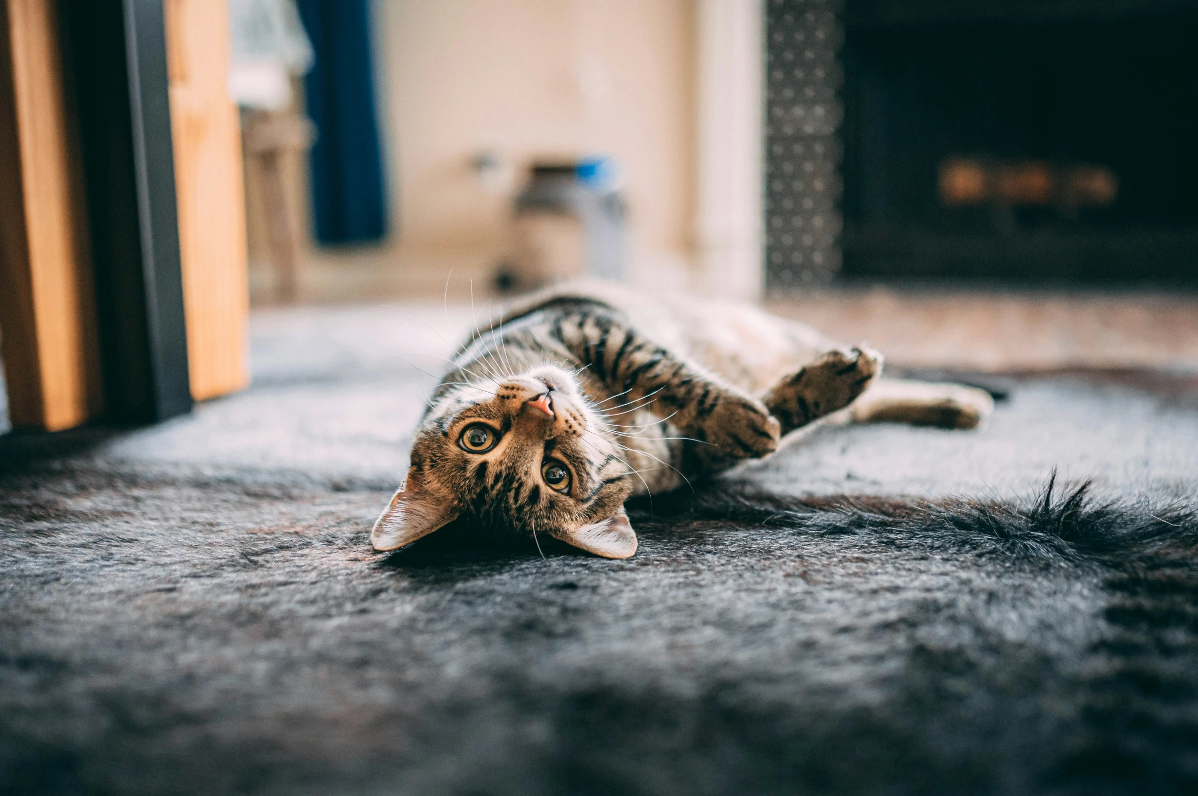 a small cat is laying on the carpet by the fireplace