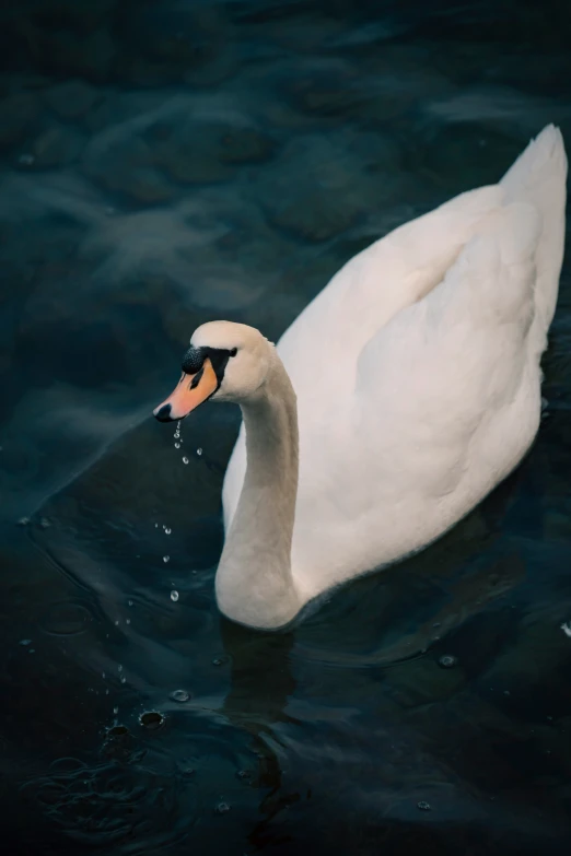 a white bird with an orange beak is in the water