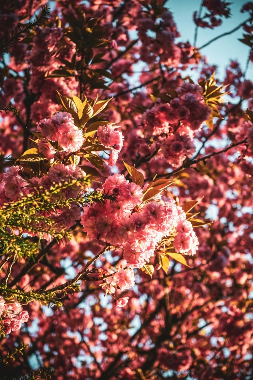 a bush with flowers on it in the sky