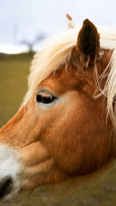 this is an image of a close up of a horse