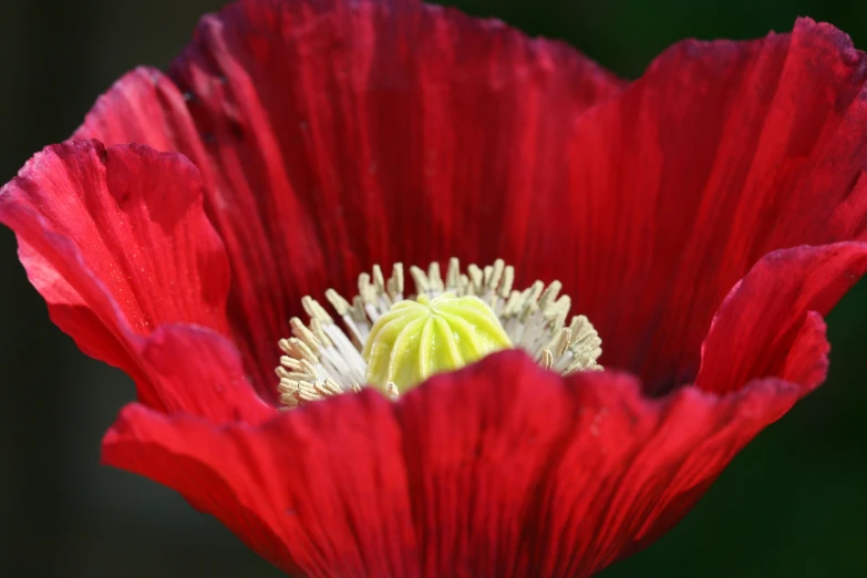 a big bright red flower that looks like an enormous poppy