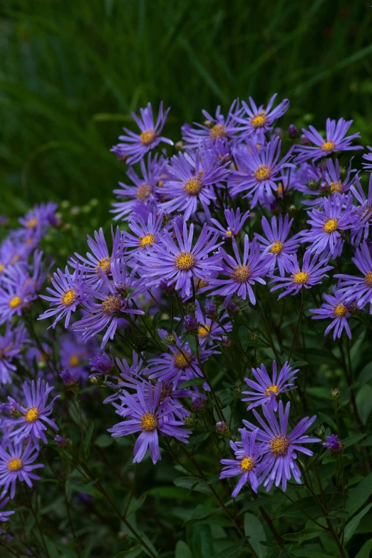 a field of lavender daisies in a garden