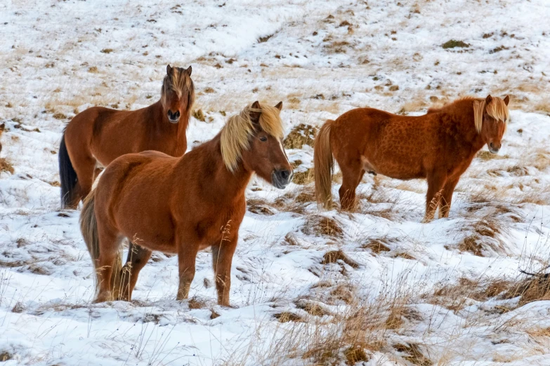 a group of three horses standing in a snowy field