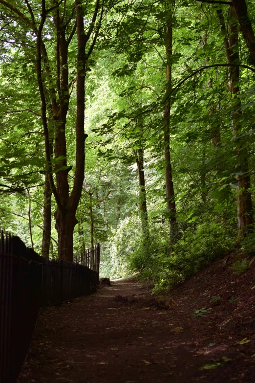 a pathway surrounded by trees in a forest