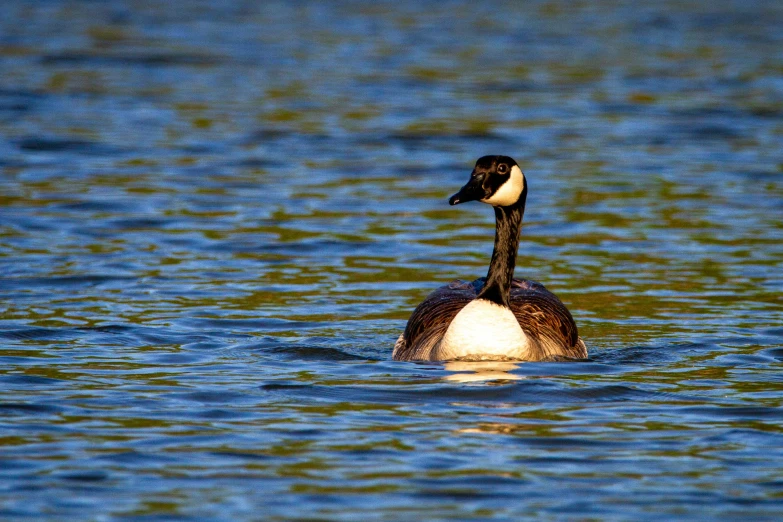 two ducks are swimming in the lake together